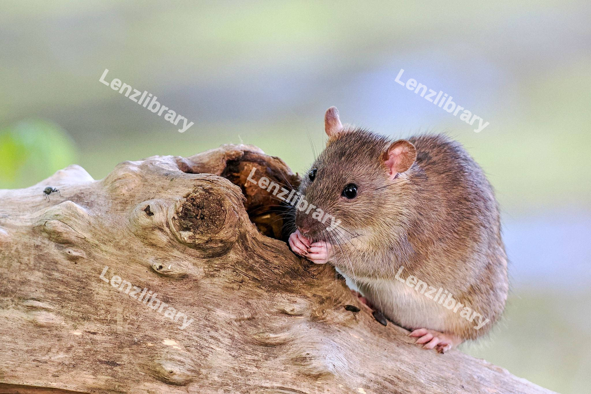 Rodents